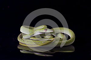 Asian vine snake / Ahaetulla prasina