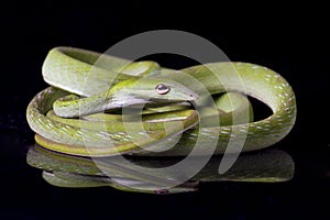 Asian vine snake / Ahaetulla prasina