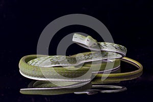 Asian vine snake / Ahaetulla prasina