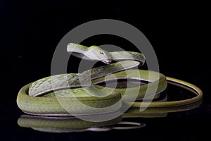 Asian vine snake / Ahaetulla prasina