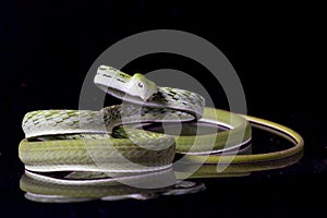 Asian vine snake / Ahaetulla prasina