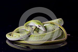 Asian vine snake / Ahaetulla prasina 