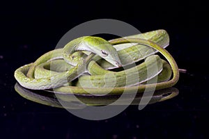 Asian vine snake / Ahaetulla prasina 