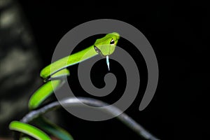 Asian vine snake Ahaetulla prasina found in the forest at night