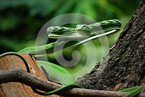 Asian Vine Snake (Ahaetulla prasina) is a species of snake