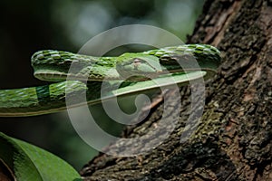 Asian Vine Snake (Ahaetulla prasina) is a species of snake