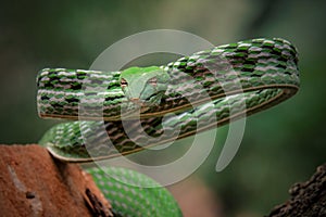 Asian Vine Snake (Ahaetulla prasina) is a species of snake