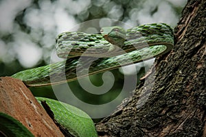 Asian Vine Snake (Ahaetulla prasina) is a species of snake