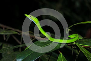 Asian vine snake Ahaetulla Prasina on tree branch during the night