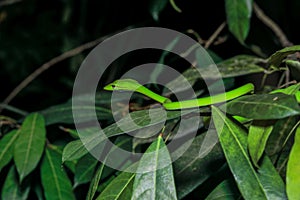 Asian vine snake Ahaetulla Prasina on tree branch during the night