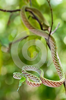 Asian Vine Snake, north Sulawesi, Indonesia wildlife