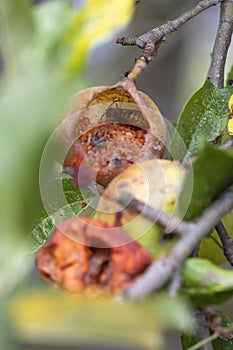 asian wasp devouring an apple, leaving it hollow in the apple tree itself. Invasive insect, vertical macro nature photography
