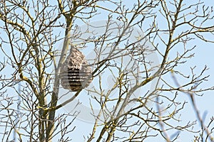 Asian wasp hive