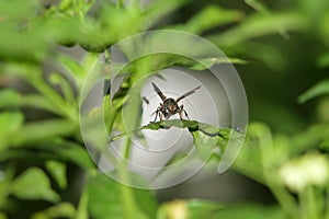 a asian wasp