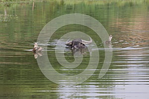 Asian water buffalo