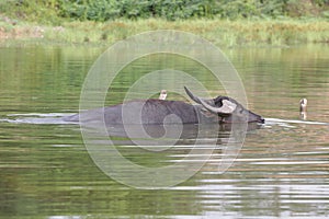 Asian water buffalo