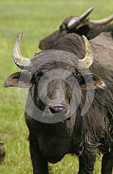 Asian Water Buffalo, bubalus arnee, Adult