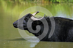Asian Water Buffalo, bubalus arnee, Adult having Bath