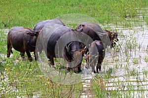 Asian water buffalo or bubalus bubalis