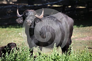 Asian water buffalo (Bubalus bubalis).