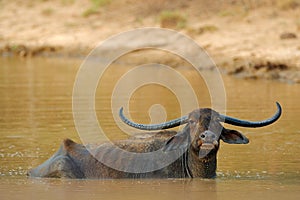 Asian water buffalo, Bubalus bubalis, in brown water pond. Wildlife scene, summer day with river. Big animal in the nature habitat