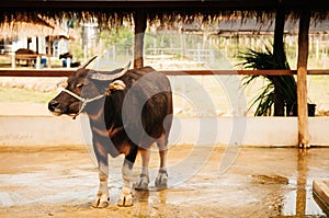 Asian water buffalo in local dairy farm in Southeast Asia
