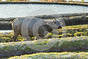 Asian water buffalo on rice fields of terraces