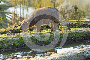 Asian water buffalo on rice fields of terraces