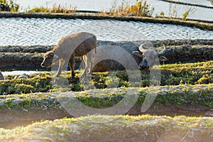 Asian water buffalo on rice fields of terraces