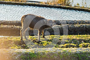 Asian water buffalo on rice fields of terraces