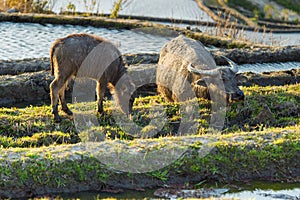 Asian water buffalo on rice fields of terraces