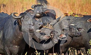 Asian Water Buffalo, Wilpattu National Park, Sri Lanka