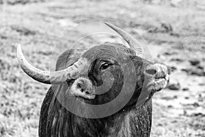 Asian water buffalo in Yala Nationalpark, Sri Lanka