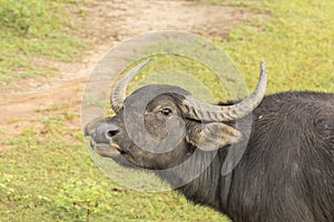 Asian water buffalo in Yala Nationalpark, Sri Lanka