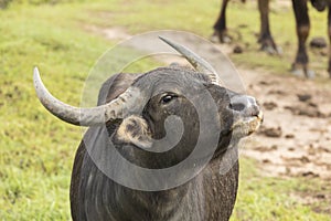 Asian water buffalo in Yala Nationalpark, Sri Lanka