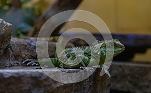 Asian Water Dragon II