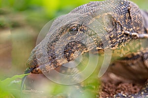 Asian water monitor