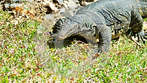 Asian water monitor