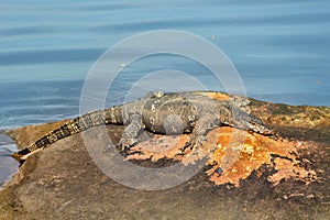 Asian water monitor