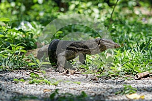 Asian water monitor emerging from small bushes