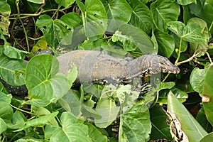 Asian water monitor in foliage, Varanus salvator in greenery