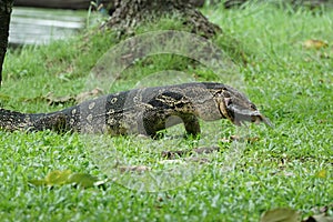 Asian water monitor with its meal in its mouth