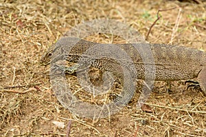 Asian water monitor kabaragoya lizards