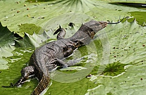 Asian water monitor lizard