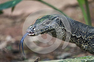 Asian Water monitor lizard