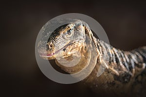 Asian Water Monitor lizard