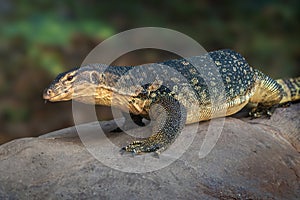 Asian Water Monitor lizard
