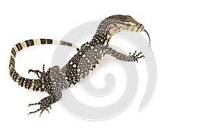 Asian Water Monitor Lizard photo