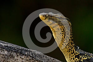 Asian Water Monitor Lizard