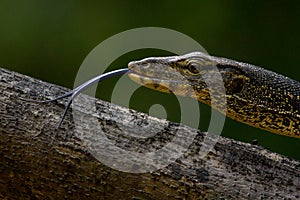 Asian Water Monitor Lizard